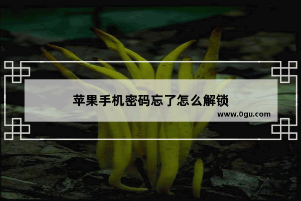 苹果手机密码忘了怎么解锁