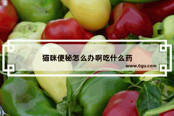 猫咪便秘怎么办啊吃什么药