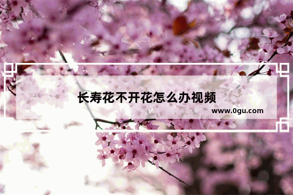 长寿花不开花怎么办视频