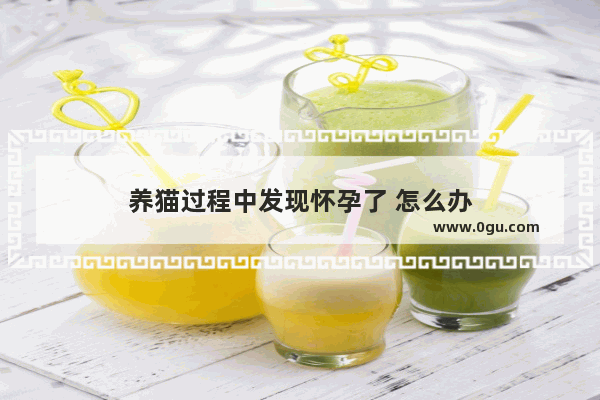 养猫过程中发现怀孕了 怎么办