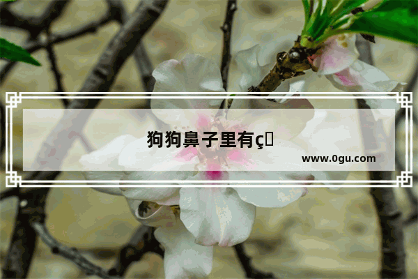 狗狗鼻子里有白色的东西怎么办