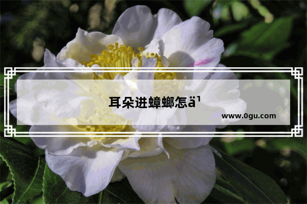耳朵进蟑螂怎么办急救方法