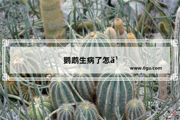 鹦鹉生病了怎么办