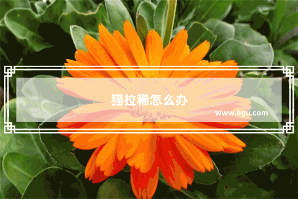 猫拉稀怎么办