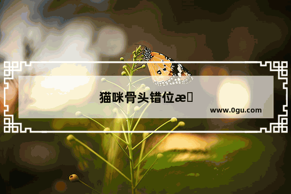 猫咪骨头错位怎么办