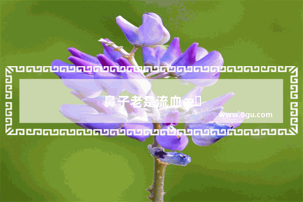 鼻子老是流血怎么办?