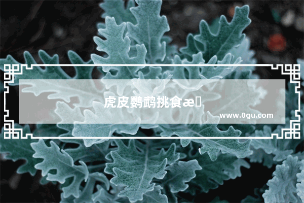 虎皮鹦鹉挑食怎么办
