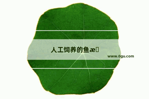 人工饲养的鱼是不是要喂避孕药