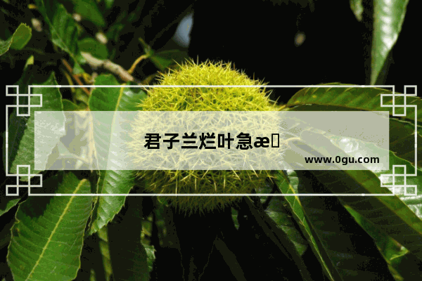 君子兰烂叶急救办法