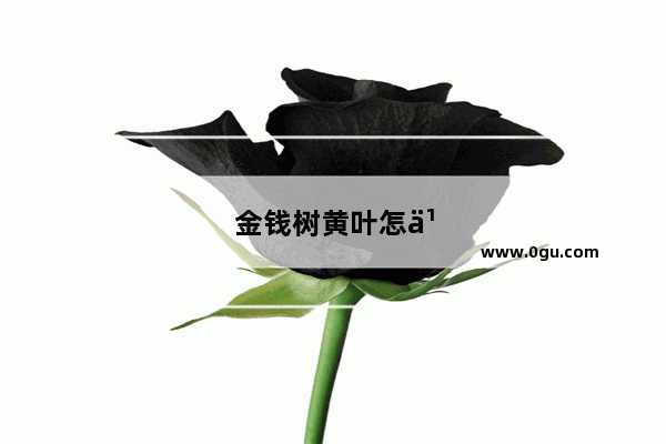 金钱树黄叶怎么办