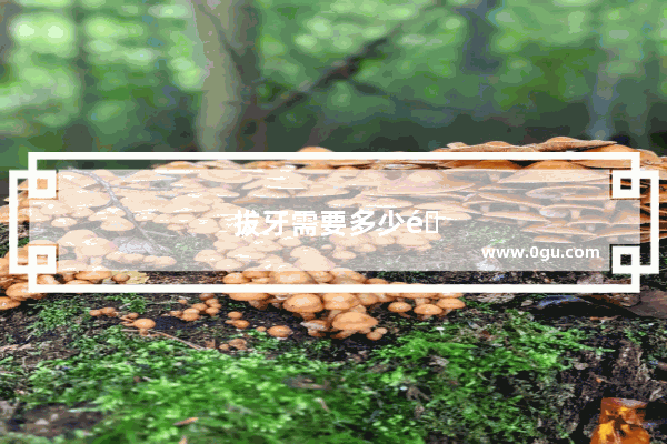 拔牙需要多少钱