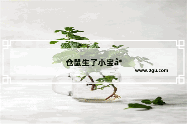 仓鼠生了小宝宝怎么办