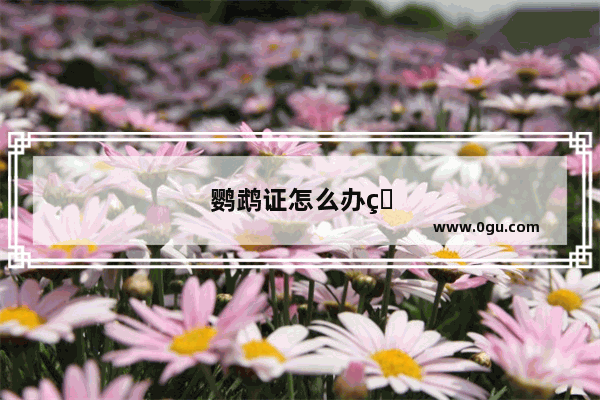鹦鹉证怎么办理