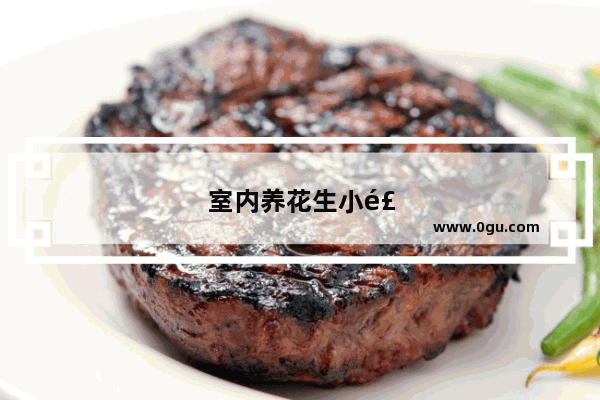 室内养花生小飞虫如何用简单方法去除