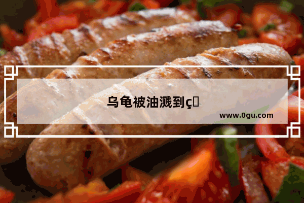 乌龟被油溅到眼睛怎么办
