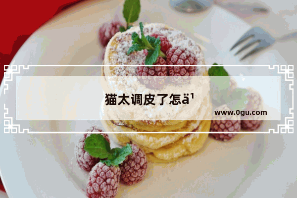 猫太调皮了怎么驯化