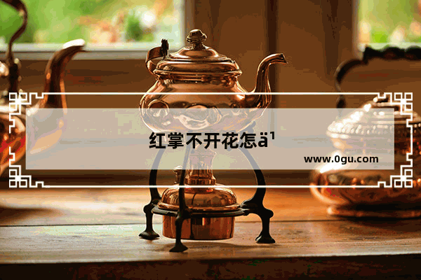 红掌不开花怎么办