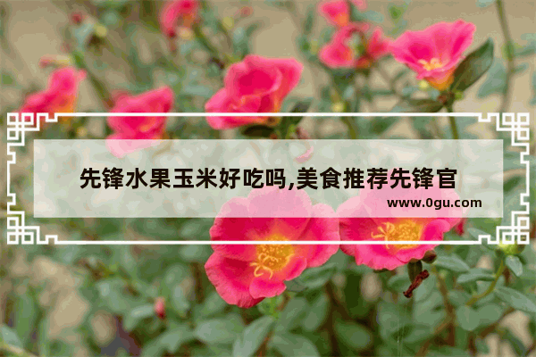 先锋水果玉米好吃吗,美食推荐先锋官