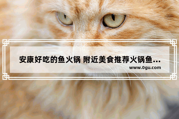 安康好吃的鱼火锅 附近美食推荐火锅鱼肉店在哪里啊多少钱一个