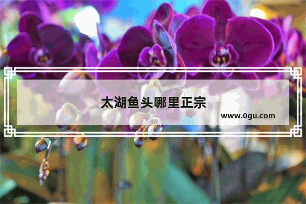 太湖鱼头哪里正宗