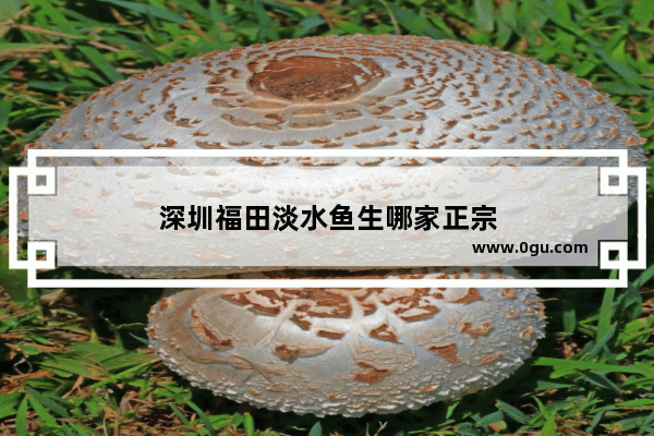 深圳福田淡水鱼生哪家正宗