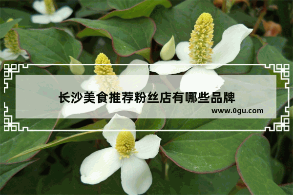 长沙美食推荐粉丝店有哪些品牌