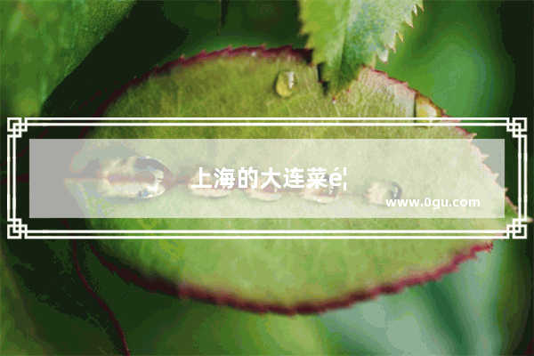 上海的大连菜馆哪家好吃