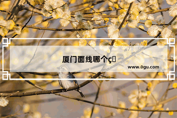 厦门面线哪个牌子好