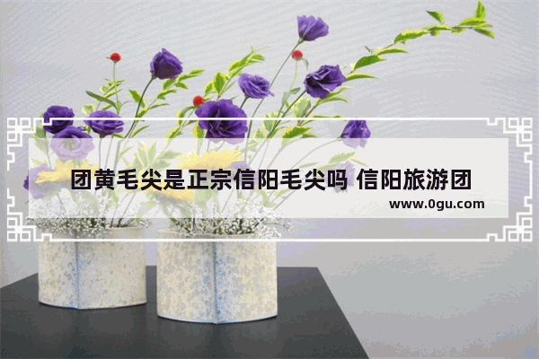 团黄毛尖是正宗信阳毛尖吗 信阳旅游团