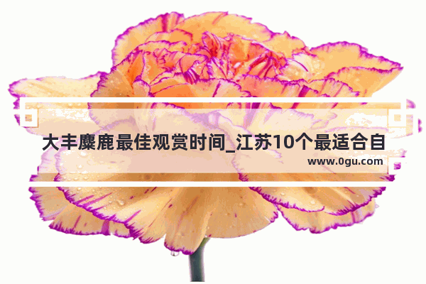 大丰麋鹿最佳观赏时间_江苏10个最适合自驾亲子游的景点