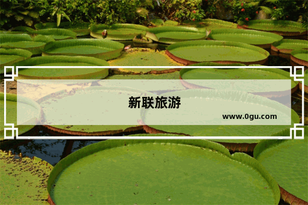 新联旅游