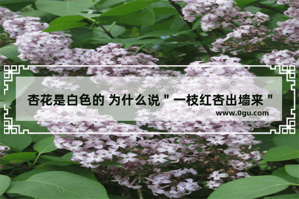 杏花是白色的 为什么说＂一枝红杏出墙来＂呀