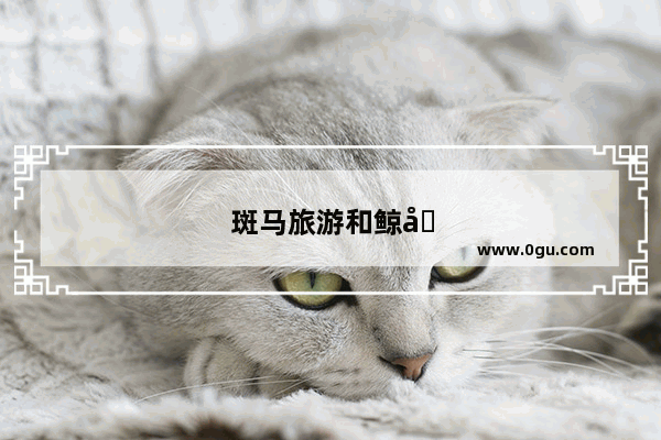 斑马旅游和鲸品游是什么关系