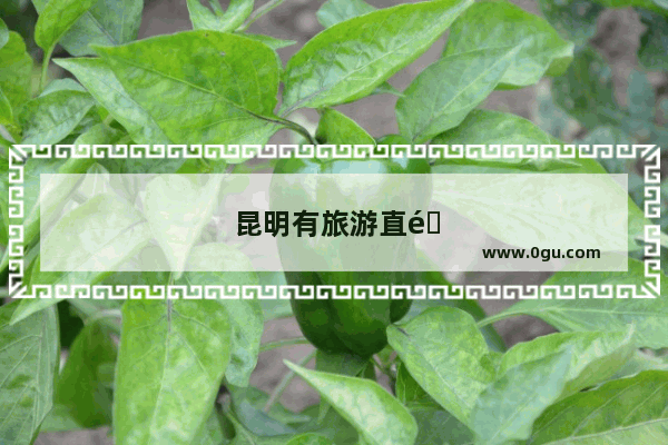 昆明有旅游直通车吗