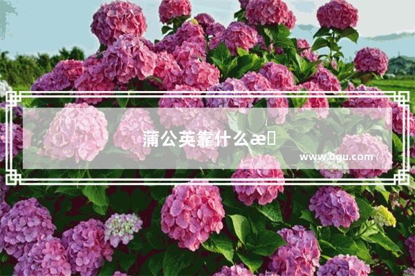蒲公英靠什么旅行