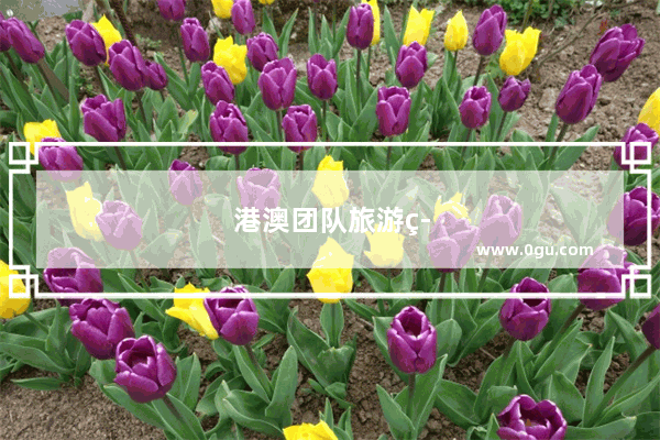 港澳团队旅游签证能自己过关吗