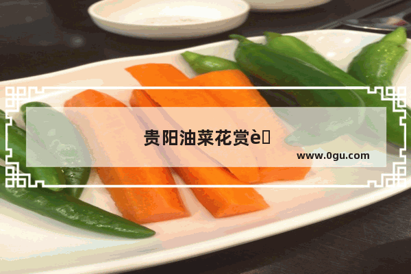贵阳油菜花赏花攻略