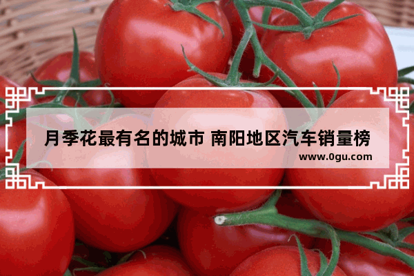 月季花最有名的城市 南阳地区汽车销量榜