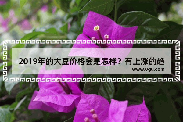 2019年的大豆价格会是怎样？有上涨的趋势吗