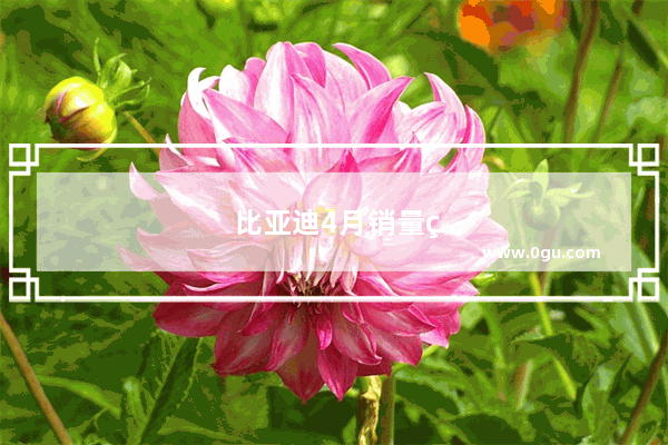 比亚迪4月销量真实的吗